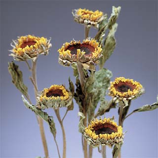 MINI SUNFLOWERS (SMALLER HEADS - MORE STEMS/BUNCH)***OUT OF STOCK....USE 26210 SUNFLOWERS ***
***