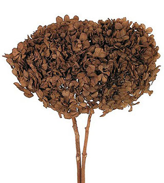 Hydrangea Supersoft  Chocolate ***out Of Stock***