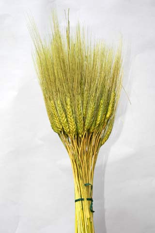 Triticum Wheat Grass Green ***out Of Stock***