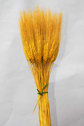 TRITICUM WHEAT YELLOW ***OUT OF STOCK***