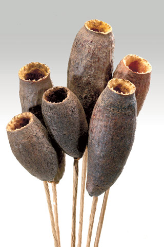 TRUMPET PODS NATURAL STEMMED ***OUT OF STOCK***