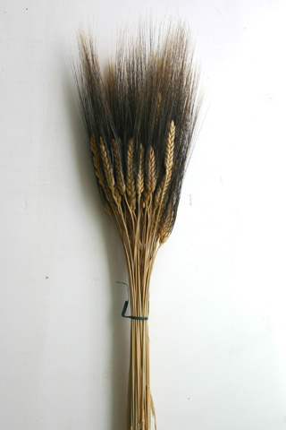 Wheat Black Bearded ***out Of Stock***